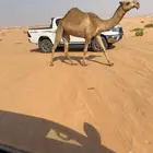 بكره حقه شعلا كفو.