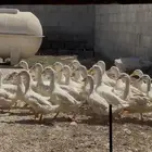 بط بكيني