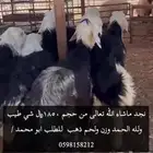 نعيم ونجدي وحريات وتيوس موقع المزرعه بالدمام ويوجد توصيل