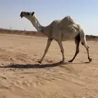 للبيع ضريبه كفو طيبه ومشروطه بساجر