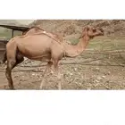 خلفه  مدني