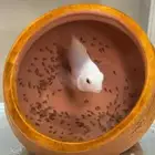 سمك كونفكت مع فروخه