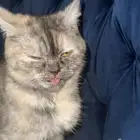 قطه لتبني جده ام السلم