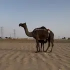 خلفه مجهم