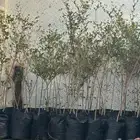 شتلات ترمناليا منتالي