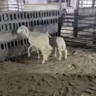 رغايث سليمه من كل شي