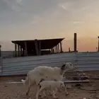 حريه فاخره متبع ( تم البيع )