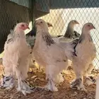 للبيع فروخ براهما كولمبي كونك