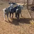 تيوس مخاصي. تم. البيع