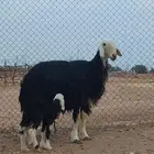 بيعت الله يبارك له رباعيه والد