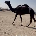 للبيع العشرا سليمه من العذاريب .