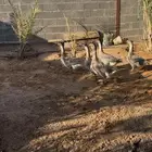 للبيع وز عراقي