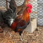 دجاج عربي قديم اصيل