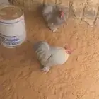 يوجد ديوك كوشن للبيع