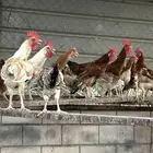 للبيع ديوك ودجاج بلدي