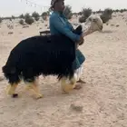 فحل نجدي معرررف توه مشلع ثني كفووو