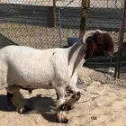 جذع صنف طيب