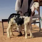 طلي مشروع فحل نادر
