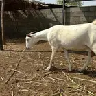 ثنتين غنم قرايب مضمونه