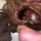 عود هندي قديم صك امفل نادر