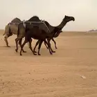خلفه مجهم