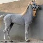 حصان واهو بسعر مناسب