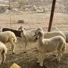 ضان ولاد للبيع