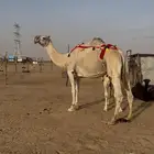 خلفه شقحاء
