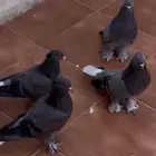 حمام تركي