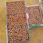 رطب سكري للبيع