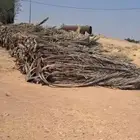 عسيب نخل ( سعف ) كمية كبيرة