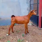 جفره تم البيع