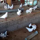 يوجد لدي حمام باكستاني وراقاص وغيرها كثير