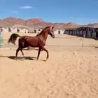 خيل ورق للبيع شيخ ونقبل عروض ب بعير طابع وزين