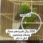 عصافير طقطق