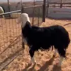 للبيع طلي نجدي