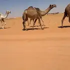 ضروبه صفرا