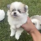 جراوي بومرنيان