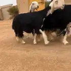 شياه نجد فاخره