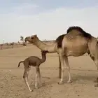خلفه حمراء