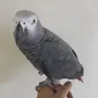 ببغاء كاسكو ضايع في شرق الرياض
