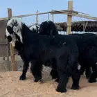 مشاريع فحول دغم