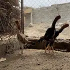 شامو ياباني