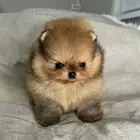 بوميرانيان للبيع