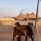 شاه مهجنه جرم طيب خلفه