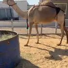 خلفه ثنو هديه فالحليب و شكل وسلالة