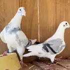 حمام زاجل سباق جان اردن