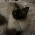 قطه لتبني