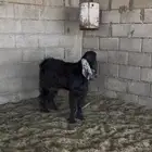 تيس فحل