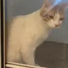 قط ضائع في حي الورود